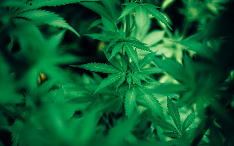 Hemp plant leaves in sunlight — natural source of CBD