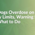 Can Dogs Overdose on CBD? Safety Limits, Warning Signs, and What to Do