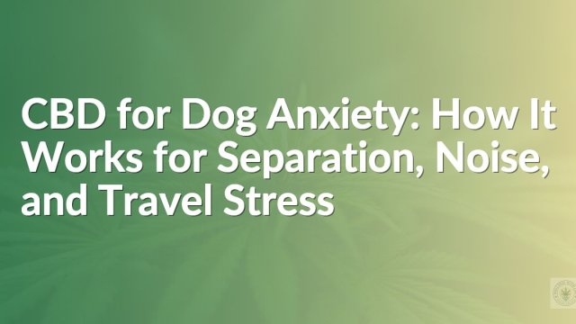 CBD for Dog Anxiety: How It Works for Separation, Noise, and Travel Stress